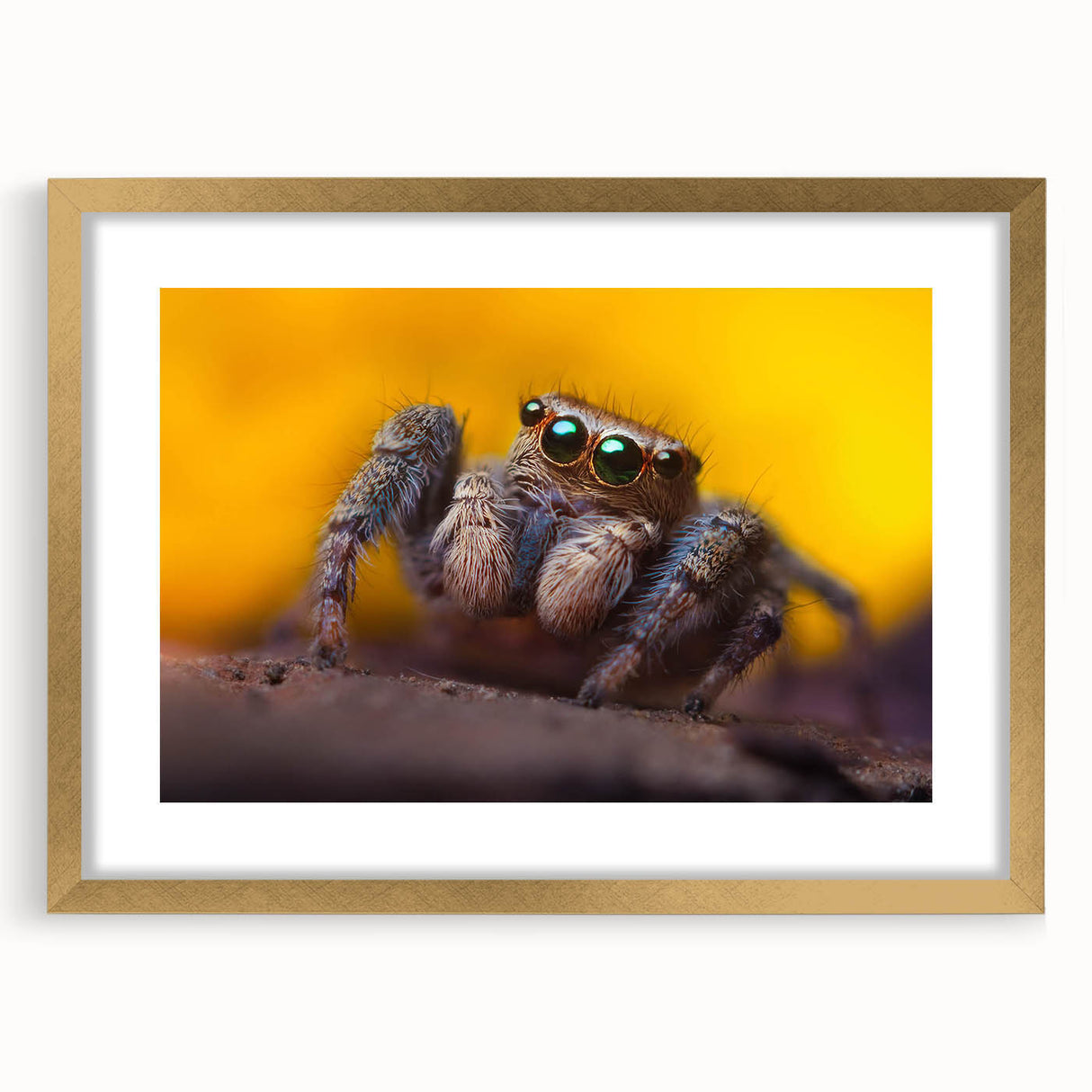 Elegant gold-framed wall art featuring a detailed design of insects and arachnids, perfect for nature enthusiasts. The mat enhances the intricate illustrations, adding sophistication to any interior decor.