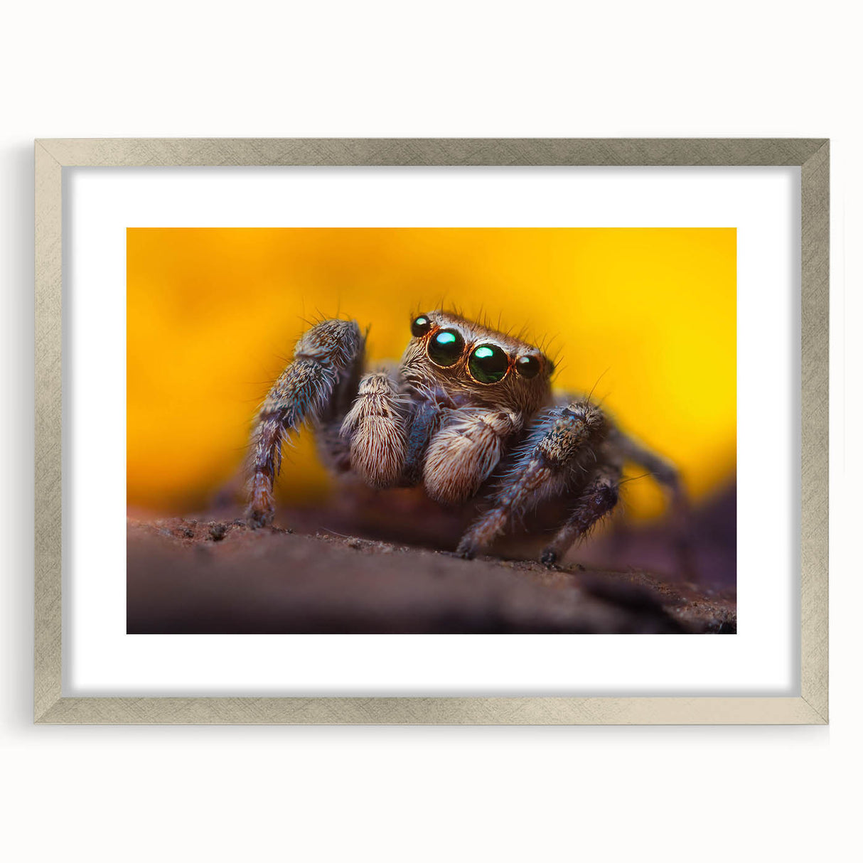 Elegant framed wall art featuring a detailed insect and arachnid spider design, highlighted with a silver mat, perfect for nature enthusiasts and home decor.