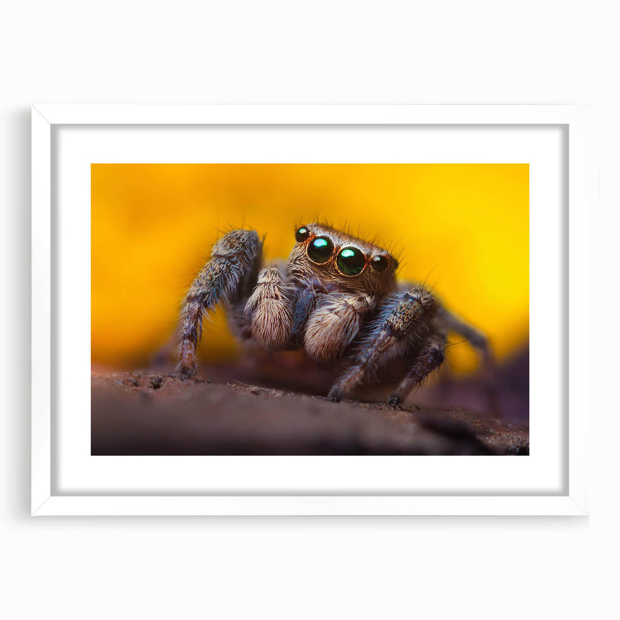 Framed wall art featuring a detailed insect and arachnid spider design, showcasing intricate patterns and vibrant colors, perfect for nature enthusiasts and home décor.