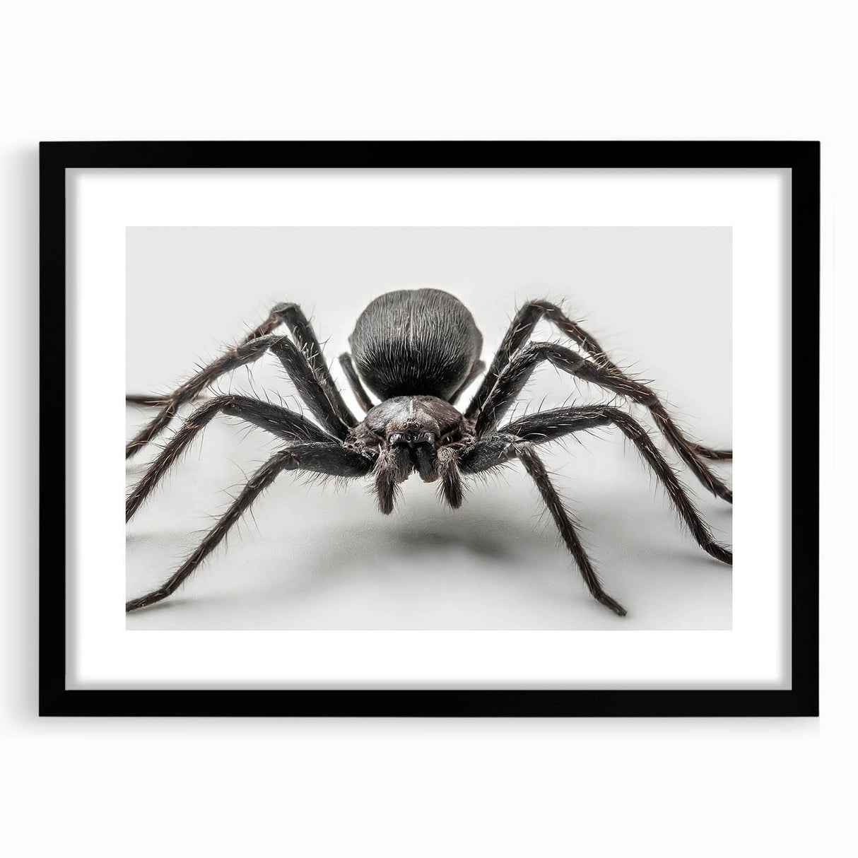 Black-framed wall art featuring intricate insect and arachnid spider designs, perfect for modern home decor, showcasing detailed illustrations against a white mat.