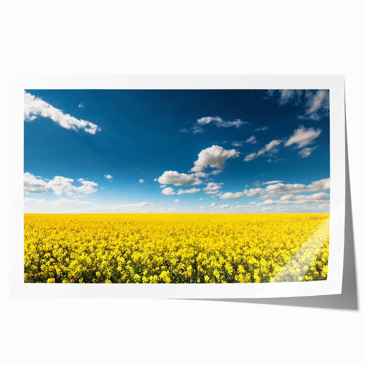 Vibrant rolled canvas print showcasing a serene landscape of lush green fields under a bright blue sky, ideal for home decor. Perfect for nature lovers seeking tranquility.
