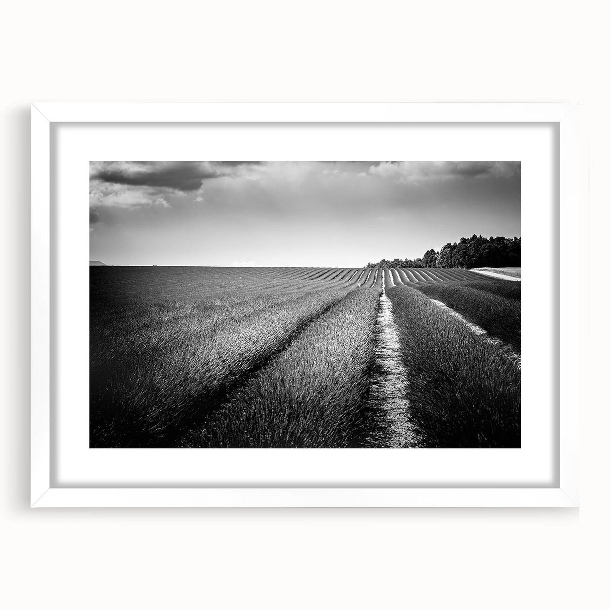 Framed wall art collection showcasing serene landscape fields with a white mat, perfect for home decor. Elegant front view highlights its modern design and natural hues.