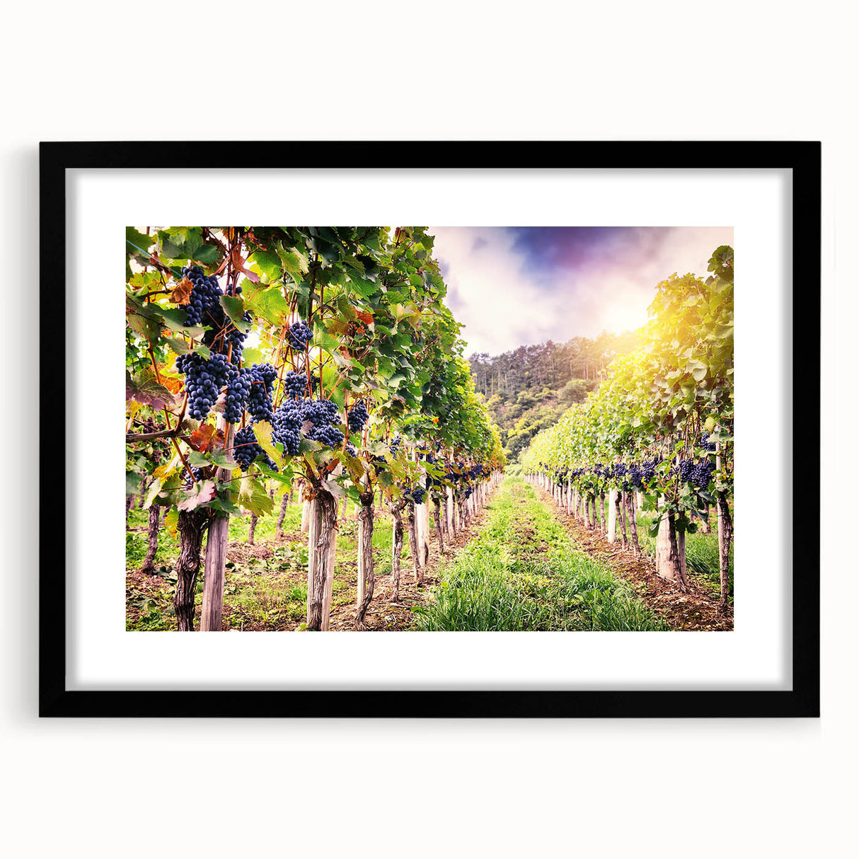 Framed wall art showcasing a picturesque vineyard landscape design, featuring lush green vines and rolling hills, with a stylish black frame and mat. Ideal for home decor.