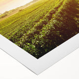 Vibrant rolled canvas wall art showcasing a serene vineyard landscape, featuring lush green vines under a bright blue sky, perfect for enhancing home decor.