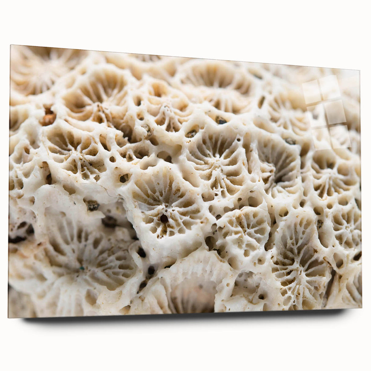 Acrylic glass wall art showcasing a vibrant marine life coral design, featuring colorful coral patterns and aquatic elements, ideal for ocean-themed decor.