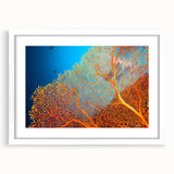 Framed wall art featuring a vibrant marine life coral design, showcasing intricate details in shades of blue and orange, with a white mat and frame, perfect for ocean-themed decor.