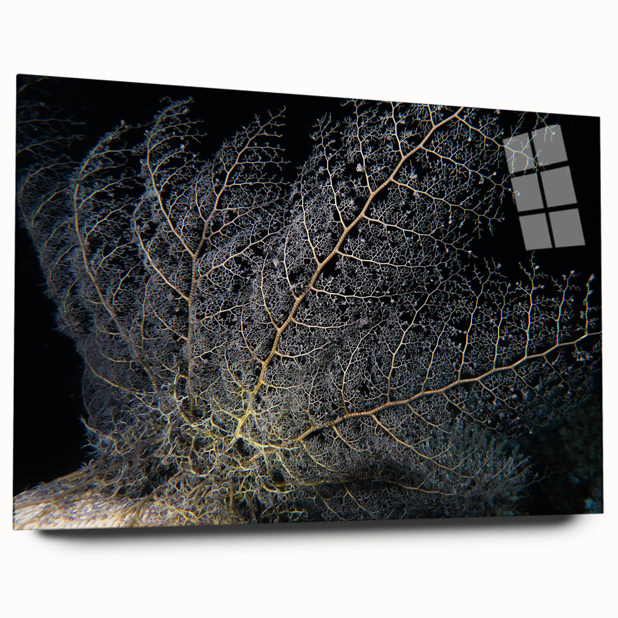 Vibrant marine life coral design wall art collection displayed in a sleek acrylic frame, showcasing vivid colors and intricate details, perfect for ocean-themed decor.