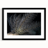 Framed wall art featuring a vibrant marine life coral design, showcasing colorful sea corals and aquatic imagery, set in a sleek black frame with matting.