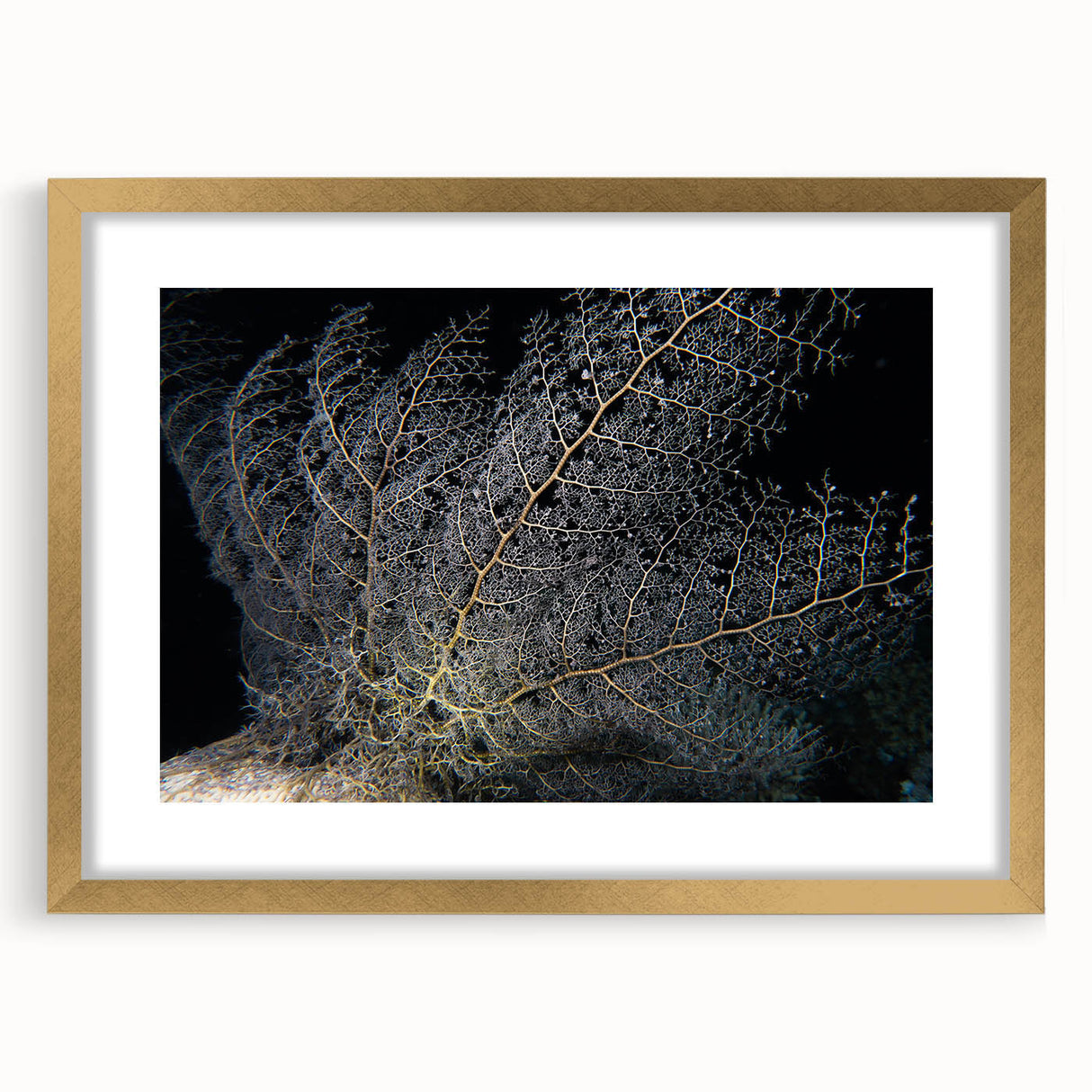 Gold-framed wall art showcasing a vibrant marine life coral design, featuring intricate details and vivid colors, perfect for coastal-themed decor.