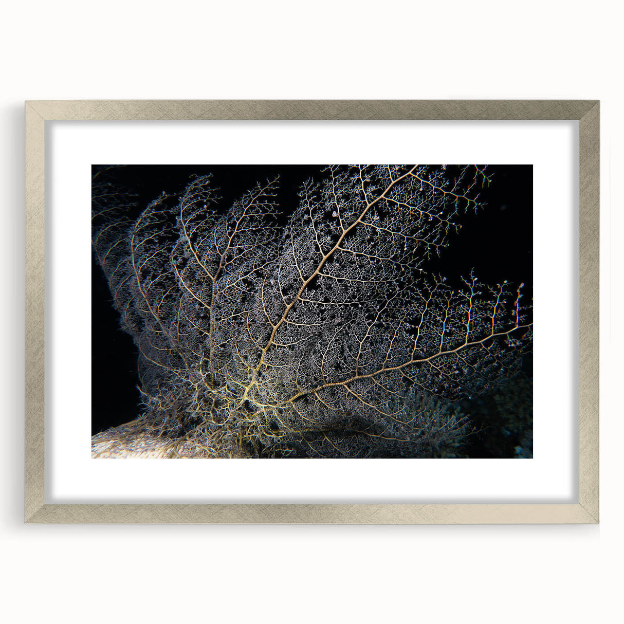 Framed wall art featuring a vibrant marine life coral design, set in a sleek silver frame with a mat, ideal for ocean-themed decor or coastal aesthetics.