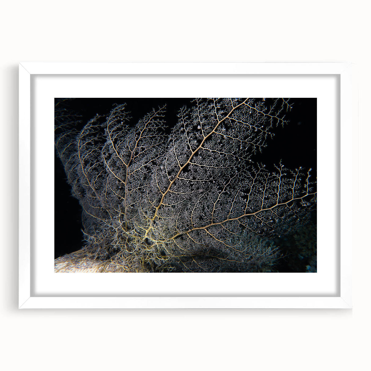 Framed wall art displaying a vibrant marine life and coral design, featuring a white mat for a clean presentation, perfect for ocean-themed decor.