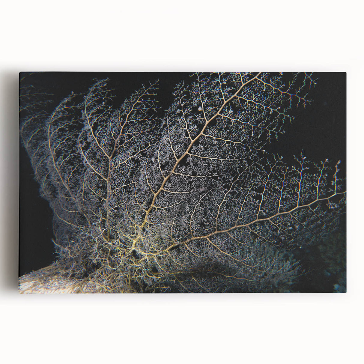 Vibrant marine life coral design stretched canvas wall art, showcasing intricate details and vivid colors, perfect for ocean-themed home decor.