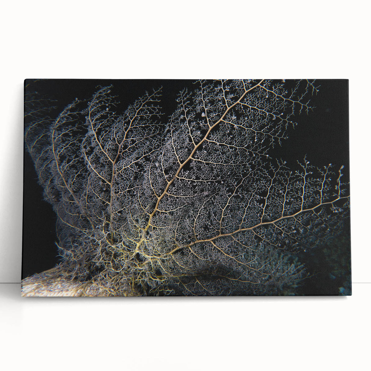 Vibrant marine life coral design stretched canvas wall art, showcasing colorful underwater scenes with intricate details, perfect for ocean-themed decor.