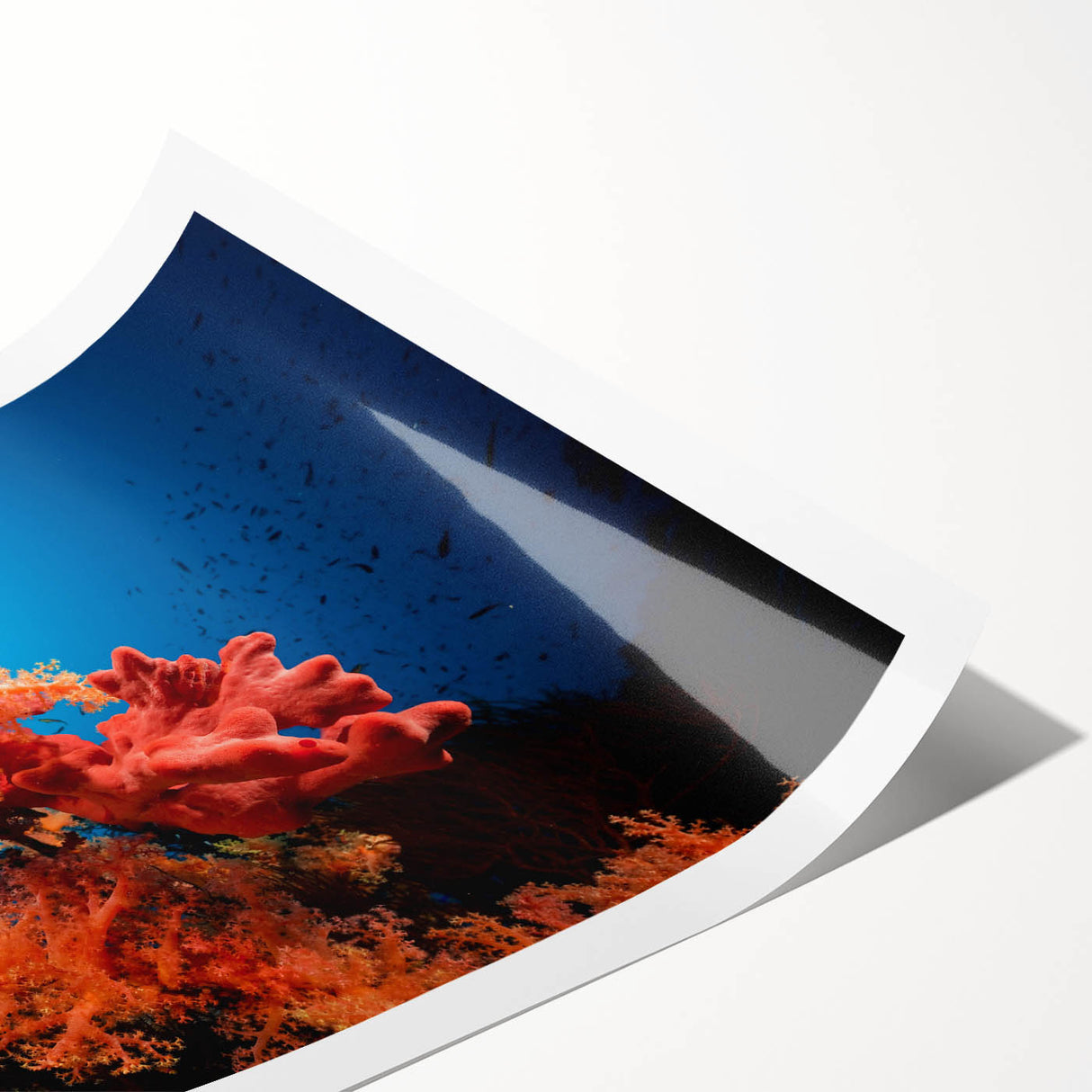 Vibrant rolled print showcasing a detailed marine life coral design with colorful sea creatures, perfect for ocean-themed decor. Packaged securely for shipping.