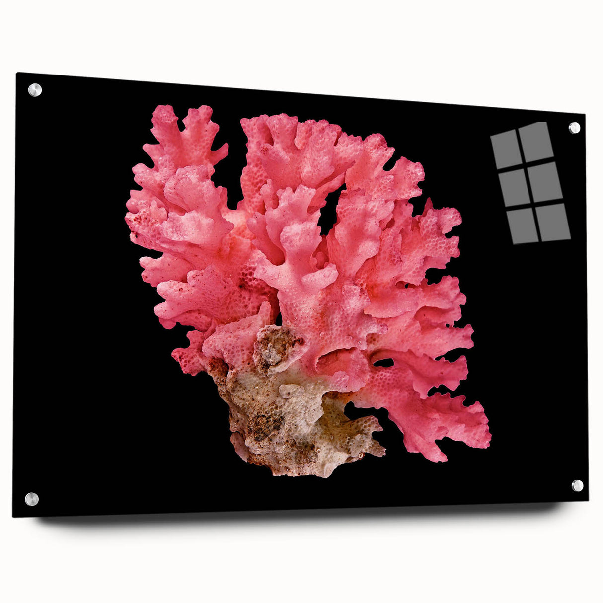 Acrylic wall art collection showcasing vibrant marine life and coral designs, displayed from the side with decorative pins for hanging. Ideal for ocean lovers.