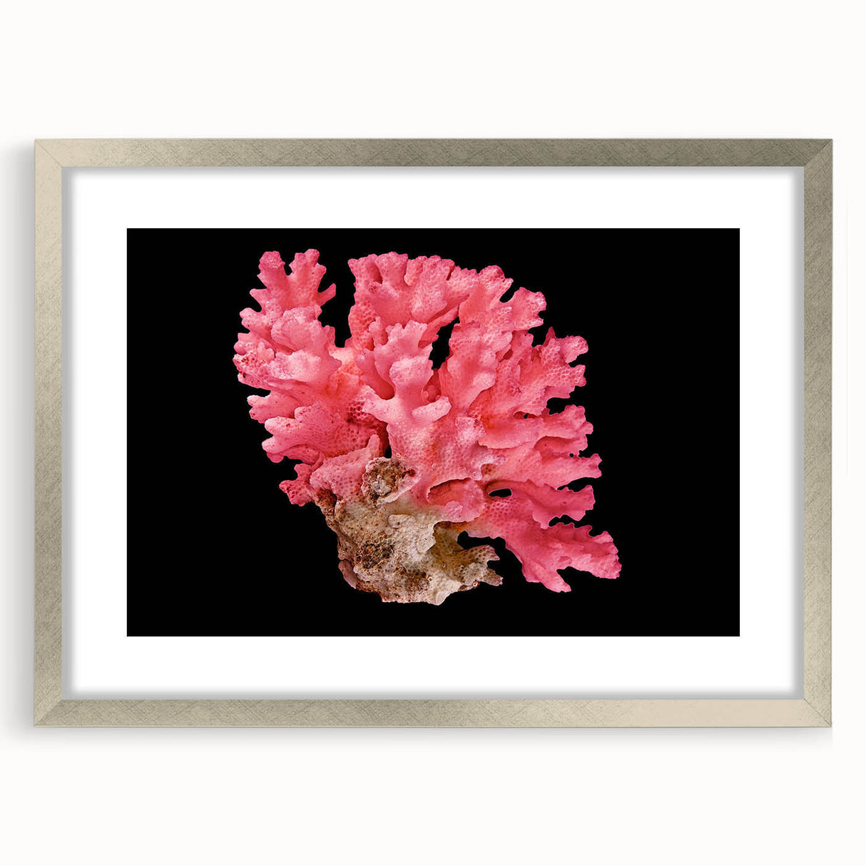 Coral-themed wall art collection framed in silver, showcasing vibrant marine life colors and intricate coral designs, perfect for ocean-inspired decor.