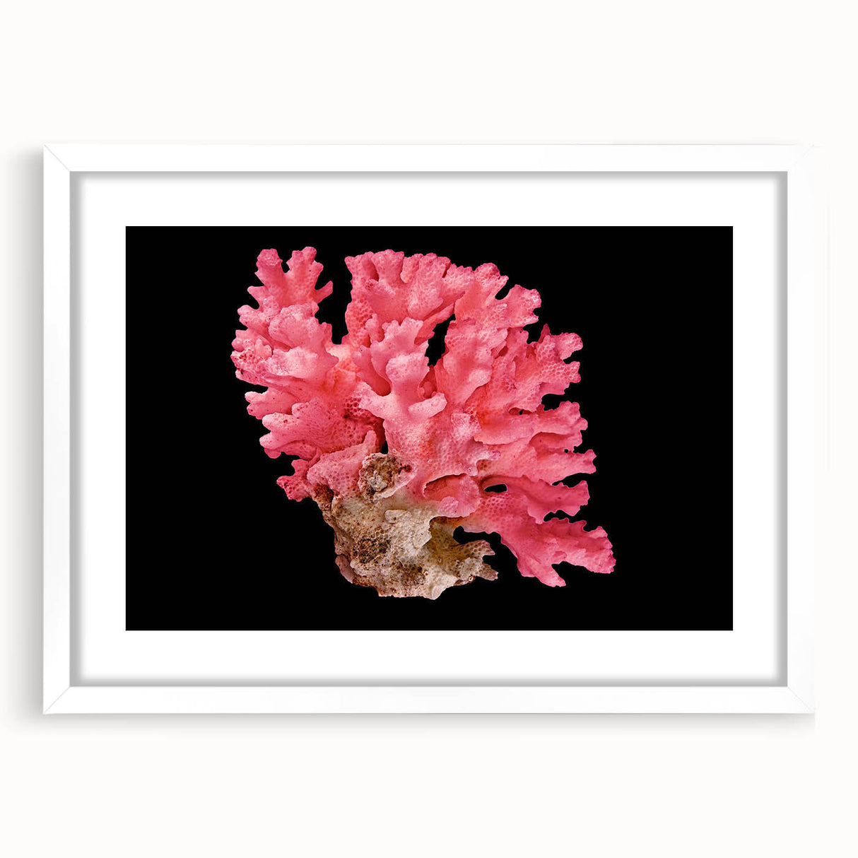 Elegant marine life coral design wall art framed in a white mat, showcasing vibrant colors and intricate details, perfect for ocean-themed decor. Ideal for enhancing any living space or office with a touch of nature.