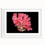 Elegant marine life coral design wall art framed in a white mat, showcasing vibrant colors and intricate details, perfect for ocean-themed decor. Ideal for enhancing any living space or office with a touch of nature.