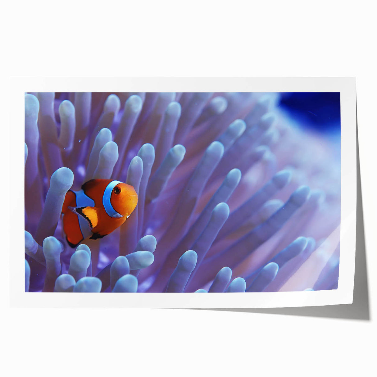 Vibrant rolled print showcasing a marine life coral design wall art, featuring intricate details and vivid colors, ideal for ocean-themed decor. Perfect for enhancing interior spaces with a touch of underwater beauty.