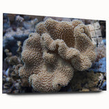 Vibrant marine life wall art collection showcasing intricate coral designs on acrylic glass, displayed in a stylish side view, enhancing aquatic decor elegance.