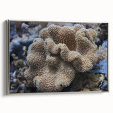 Framed canvas wall art showcasing a vibrant marine life coral design in silver frame, perfect for ocean-themed decor. Ideal for adding a touch of nature indoors.