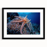 Framed wall art collection showcasing vibrant marine life and coral designs in a sleek black frame, enhancing ocean-themed decor for any space.