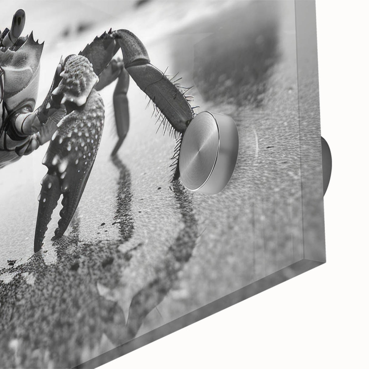 Close-up view of a vibrant marine life wall art piece featuring a detailed crab design, printed on acrylic glass, showcasing rich colors and textures. Perfect for ocean-themed decor.