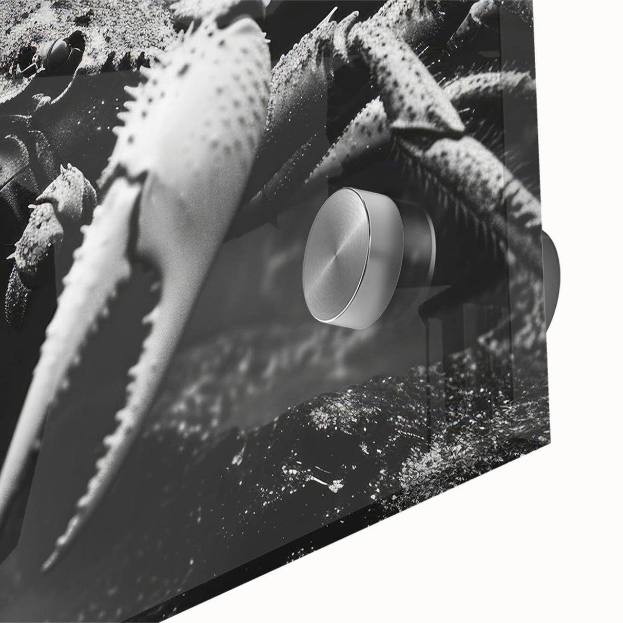 Close-up of a vibrant marine life wall art piece showcasing a detailed crab design, printed on acrylic glass, perfect for ocean-themed decor.
