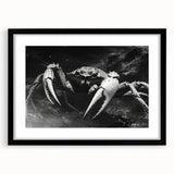 Framed marine life wall art featuring a vibrant crab design, showcased in a sleek black frame with a mat, perfect for coastal-themed decor. Ideal for ocean lovers.