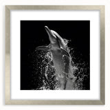 Framed wall art showcasing a sleek dolphin design in silver, surrounded by a white mat, perfect for marine-themed decor. Ideal for ocean lovers and home decoration.