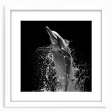 Framed wall art collection featuring a dolphin design, with a white mat and sleek frame, perfect for marine life enthusiasts and coastal decor lovers.