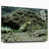 Acrylic wall art collection showcasing a vibrant marine life eel design, displayed in a side view with decorative pins, highlighting the intricate details and colors.