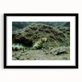 Framed wall art featuring a marine life eel design, showcasing intricate details and vibrant colors on a black mat, perfect for ocean-themed decor.