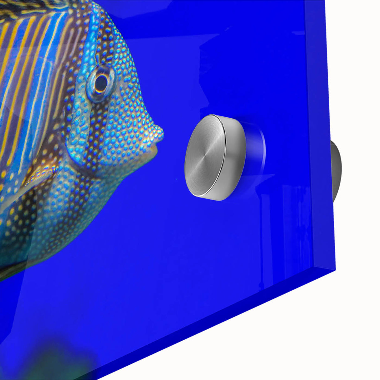 Vibrant close-up of a marine life fish design wall art piece, featuring intricate details and bold colors, printed on acrylic glass for a striking visual effect. Perfect for ocean-themed decor enthusiasts.