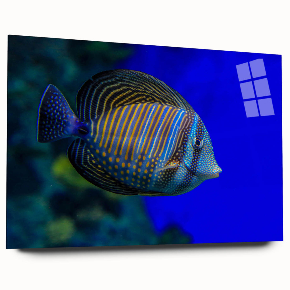 Acrylic wall art showcasing a vibrant marine life fish design in a side view, featuring intricate colors and details perfect for ocean-themed decor. Ideal for adding a touch of underwater beauty to any space.