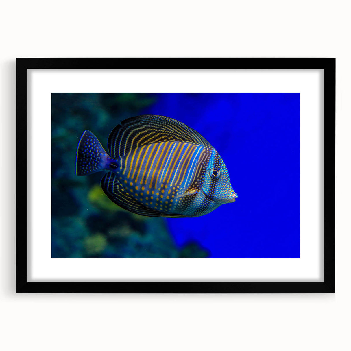 Marine life wall art collection featuring a vibrant fish design in a black frame with a mat. Ideal for ocean-themed decor, adding color and elegance to any space.