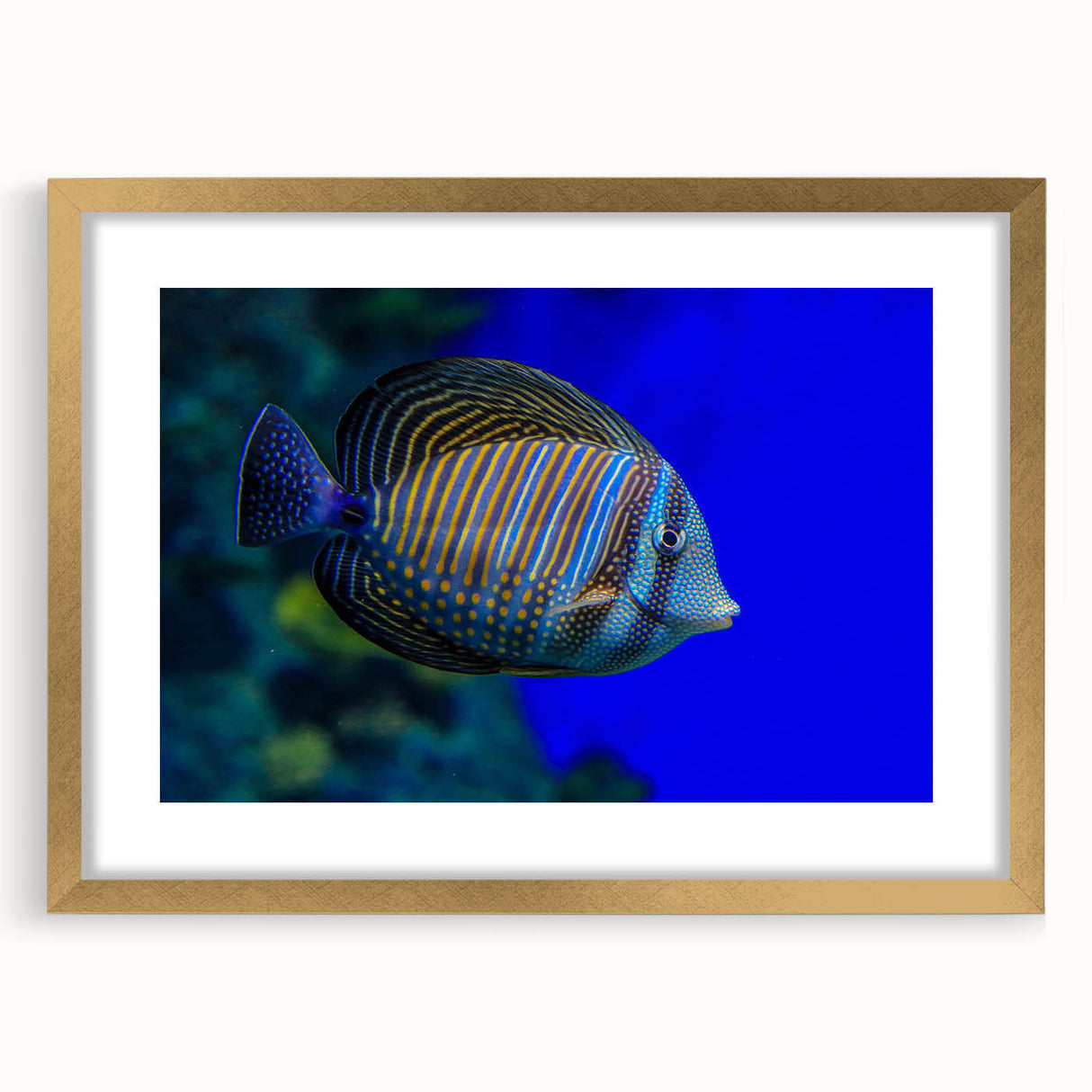 Elegant gold-framed wall art featuring a vibrant marine life fish design, showcasing colorful aquatic creatures in a beautifully detailed composition, perfect for ocean-themed decor.