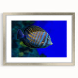 Framed wall art featuring a vibrant marine life fish design, elegantly displayed in a silver frame with a white mat, perfect for ocean-themed decor.
