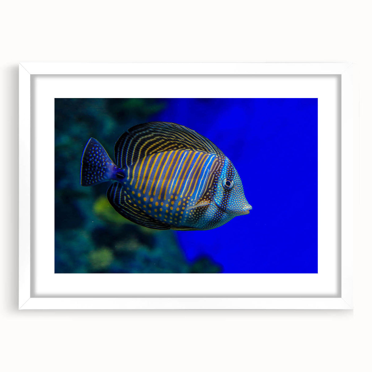 Framed wall art featuring a vibrant marine life fish design with a white mat, perfect for ocean-themed decor. Ideal for enhancing interior spaces with a coastal vibe.