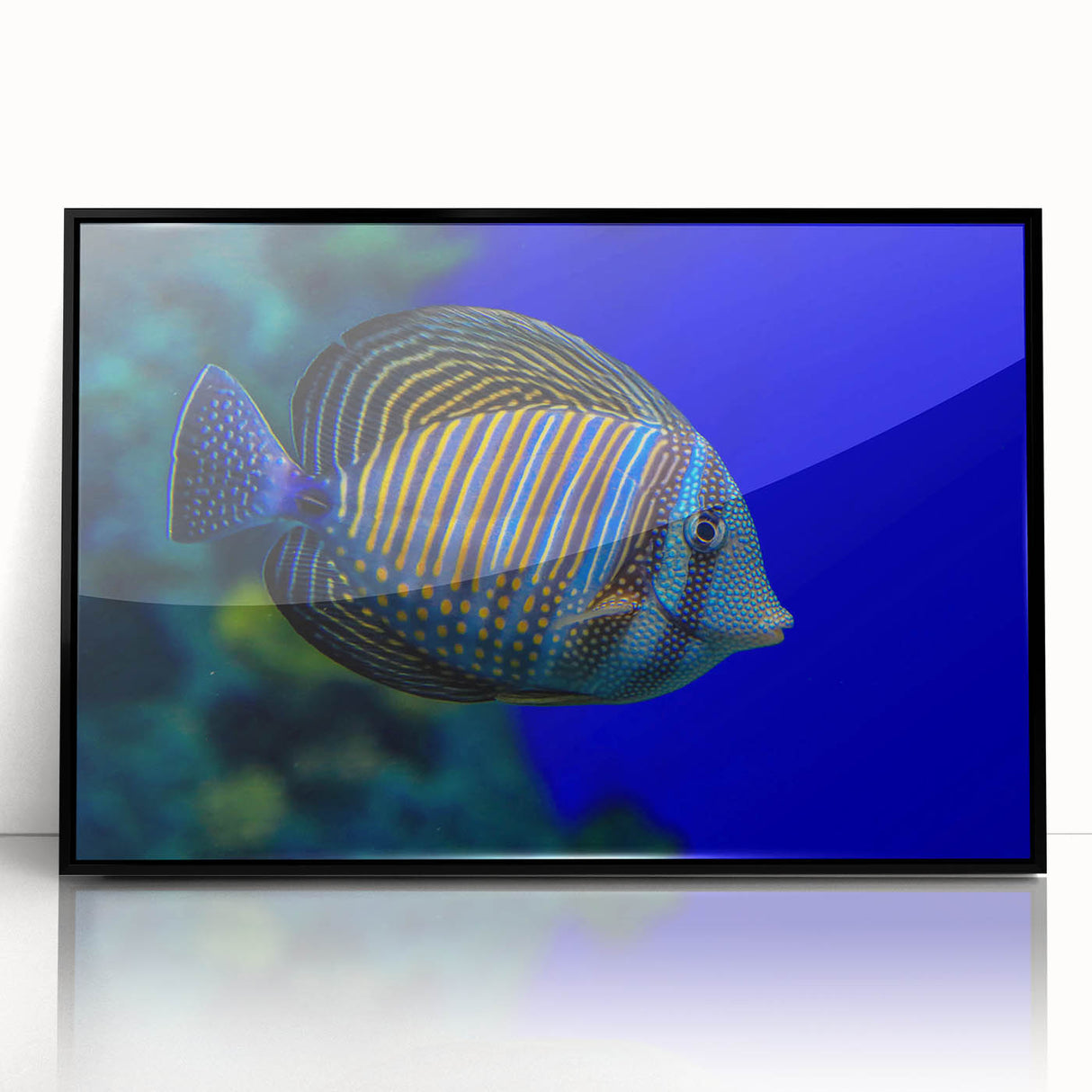 Framed acrylic wall art featuring a vibrant marine life fish design in striking colors, set against a sleek black frame, perfect for coastal decor enthusiasts.