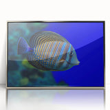 Framed acrylic wall art showcasing a vibrant marine life fish design, featuring intricate details and a silver frame, perfect for ocean-themed decor.