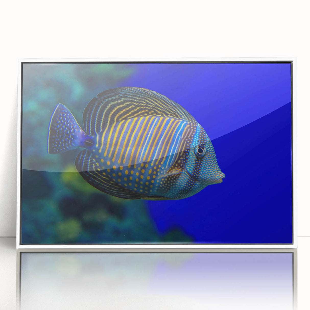 Framed acrylic wall art showcasing a vibrant marine life fish design, featuring a white frame and colorful aquatic elements, perfect for ocean-inspired decor.