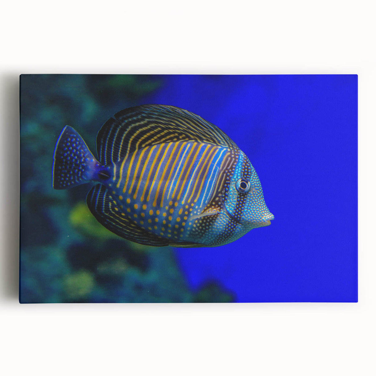 Stretched canvas artwork showcasing vibrant marine life fish design in vivid colors, perfect for ocean lovers and nautical-themed decor, enhancing any space.