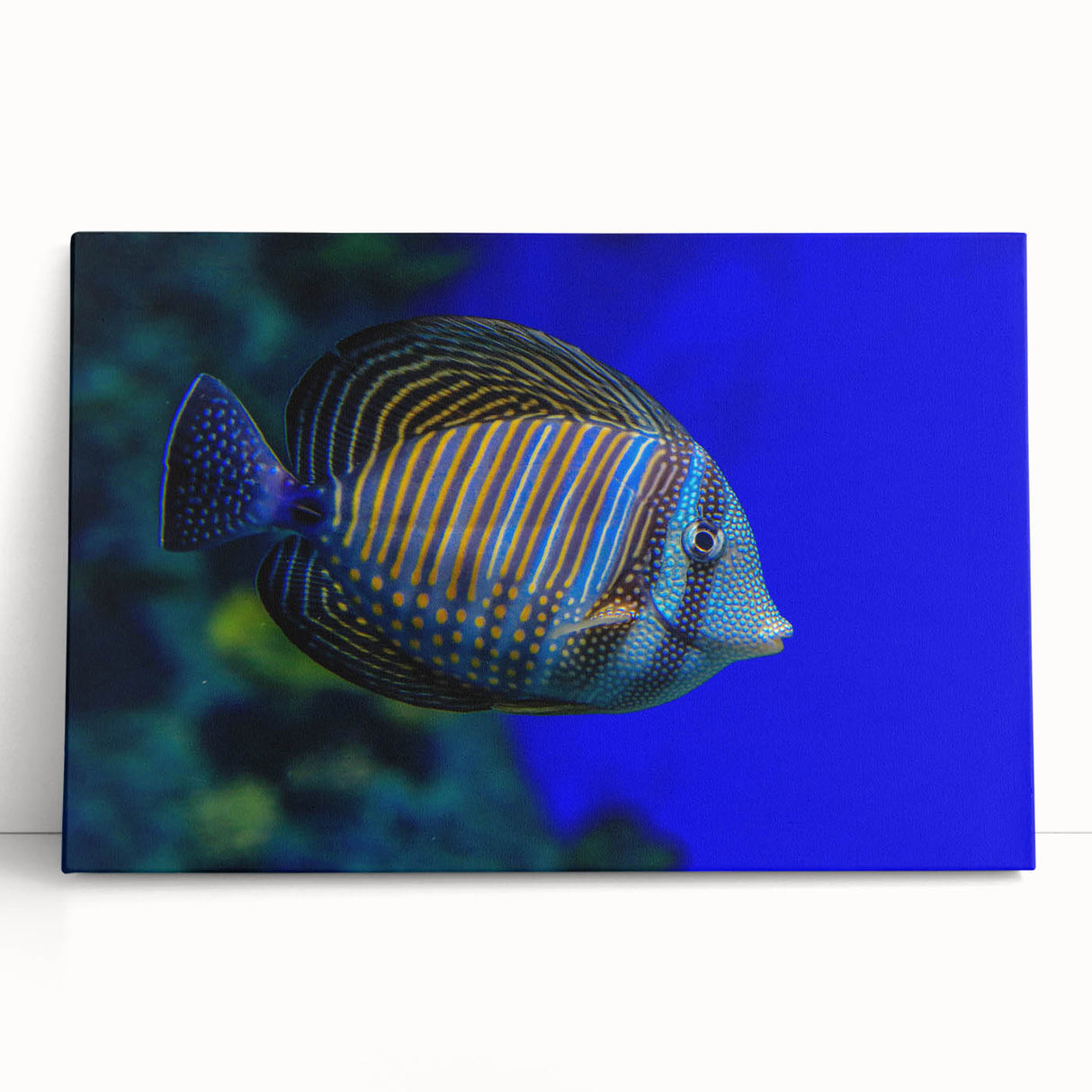 Vibrant marine life canvas wall art featuring colorful fish designs and ocean elements, perfect for adding a coastal theme to home decor. Stretched and ready to hang, this artwork captures the beauty of underwater life with vivid colors and intricate details, ideal for marine enthusiasts and beach-inspired interiors.