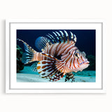 Framed wall art featuring a vibrant marine life fish design, showcasing detailed aquatic imagery in a white frame with a mat, perfect for ocean-themed decor.