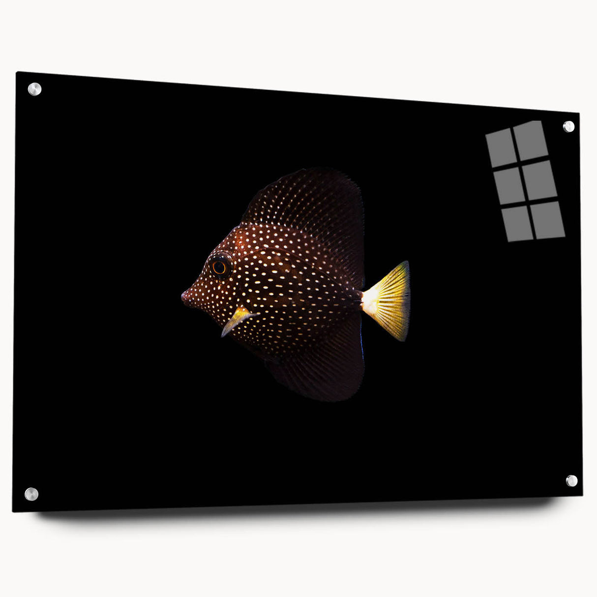 Acrylic glass wall art featuring a vibrant marine life fish design, showcasing colorful aquatic species in a side view, enhanced with decorative pins for a dynamic display. Ideal for ocean-themed decor.