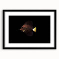 Framed wall art featuring a vibrant marine life fish design, set in a sleek black frame with a mat, ideal for ocean-themed decor or aquatic enthusiasts.