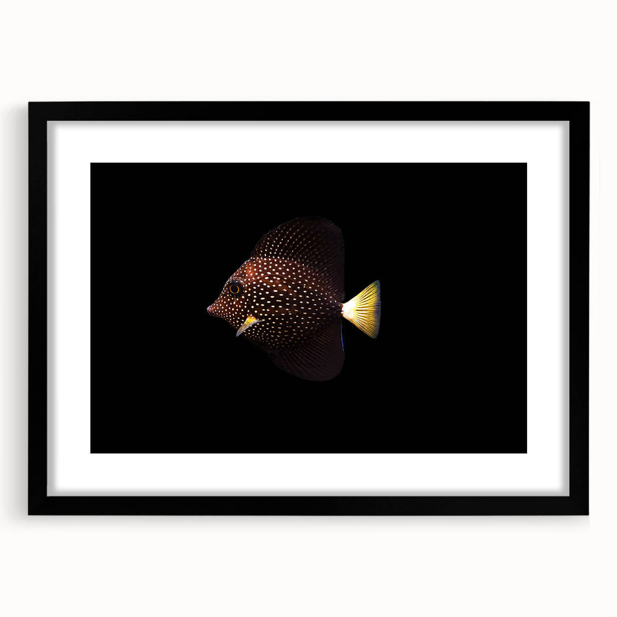 Framed wall art featuring a vibrant marine life fish design, set in a sleek black frame with a mat, ideal for ocean-themed decor or aquatic enthusiasts.
