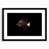 Framed wall art featuring a vibrant marine life fish design, set in a sleek black frame with a mat, ideal for ocean-themed decor or aquatic enthusiasts.