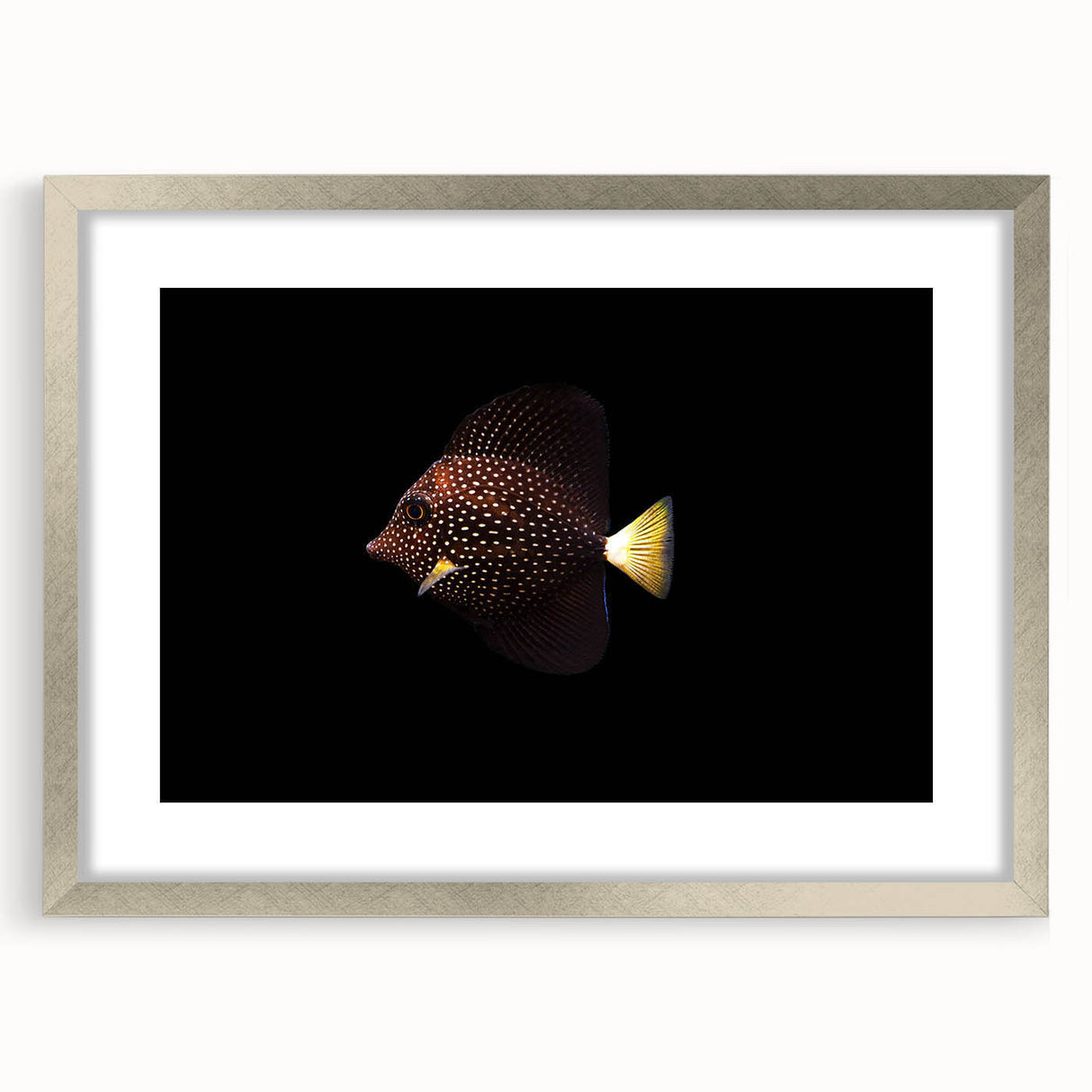 Framed wall art showcasing a vibrant marine life fish design in silver, featuring intricate details and a white mat, perfect for ocean-themed decor.
